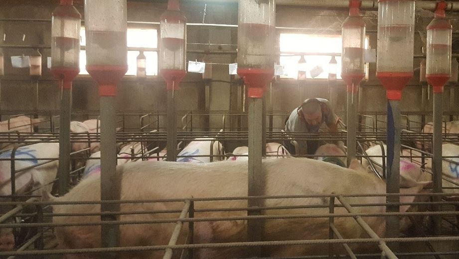 &Eacute; essencial detectar o cio com o macho &agrave; frente das porcas. A suspeita por parte do trabalhador deve ser ativa, tocando, pressionando as porcas, mas sem assust&aacute;-las.
