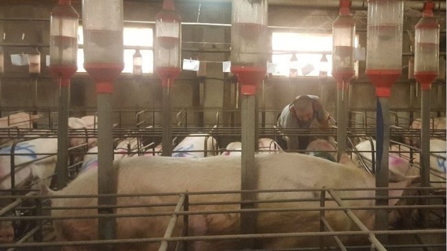 É essencial detectar o cio com o macho à frente das porcas. A suspeita por parte do trabalhador deve ser ativa, tocando, pressionando as porcas, mas sem assustá-las.