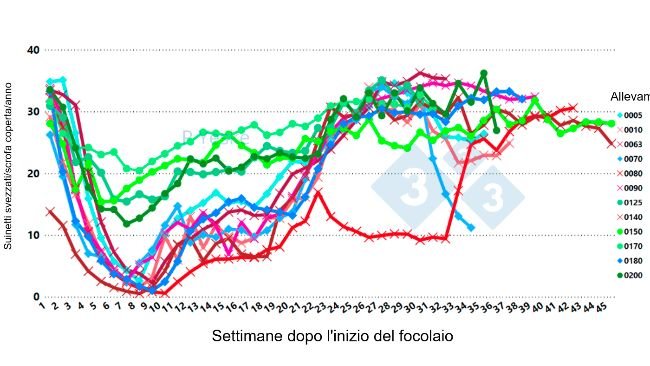 Figura 2. Cambiamenti nei suinetti svezzati/ scrofa coperta/anno nel tempo dopo il focolaio di PRRSv (variante 1-4-4 L1C in 12 diversi allevamenti, che mostra che il calo della produttività impiega fino a 30 settimane per riprendersi).