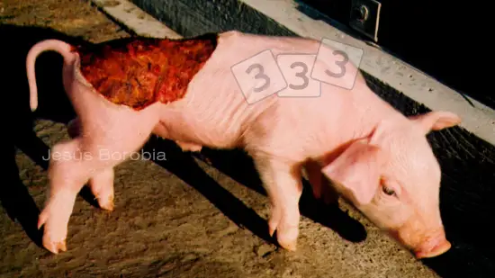 Semana de 24-Fev-2026