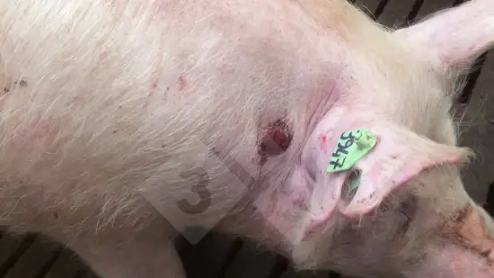 Semana de 24-Mar-2026