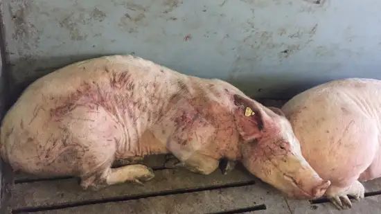 Semana de 31-Mar-2026