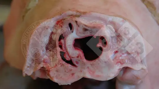 Semana de 21-Abr-2026