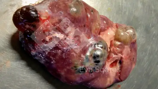 Semana de 07-Abr-2026