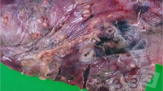 Semana de 21-Out-2025