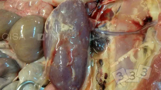 Semana de 02-Dez-2025