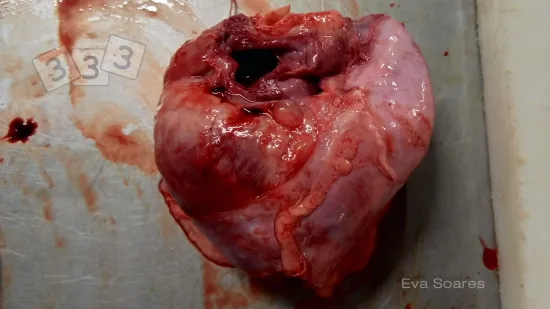 Semana de 28-Out-2025