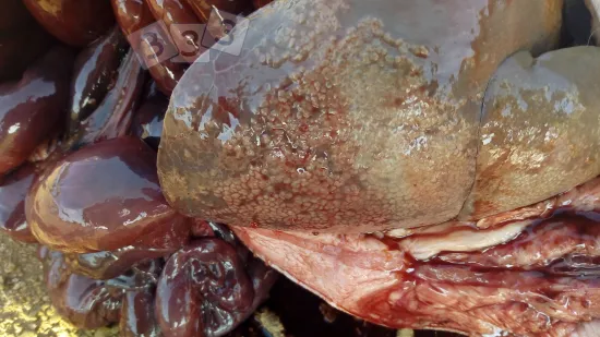 Semana de 25-Nov-2025