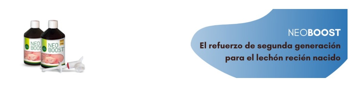 El desafío de los lechones nacidos con bajo peso 
