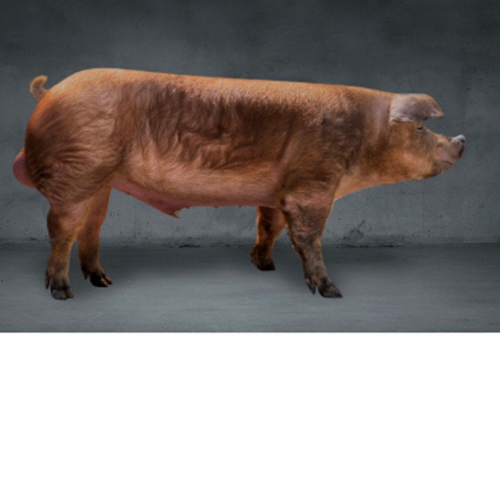 Verro Talent Duroc Italia Registro Topigs Norsvin Italia