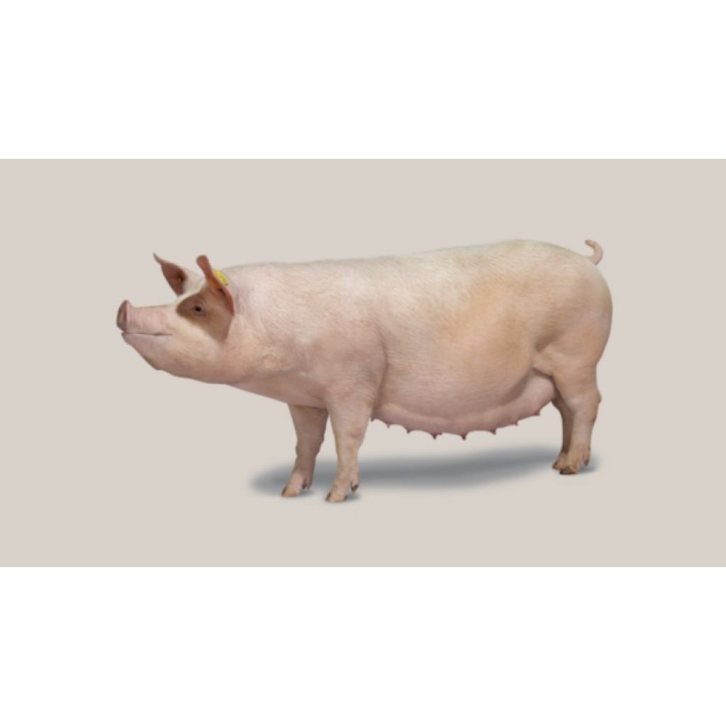 Cerda Híbrida DanBred