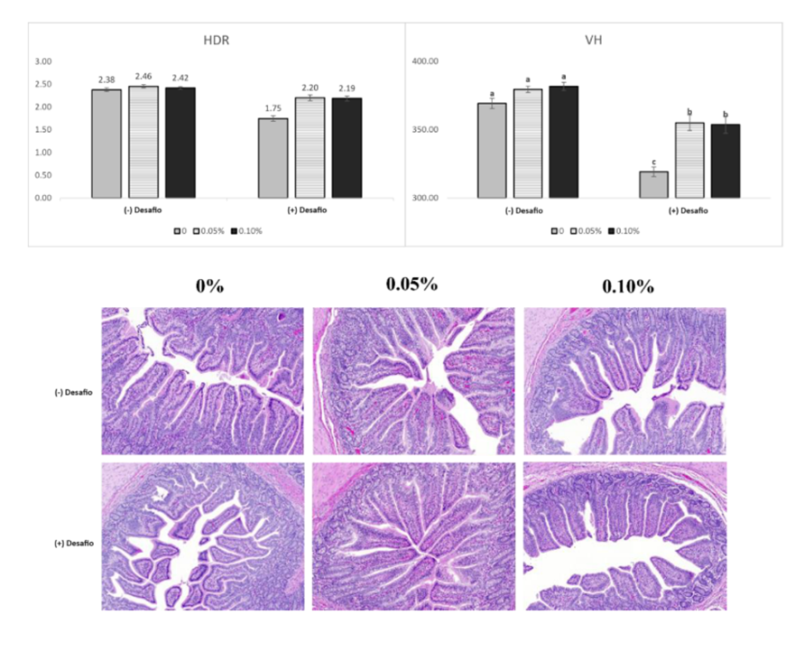 Figura 2. Efeito da suplementação do aditivo estimbiótico sobre histologia intestinal de leitões desafiados com E. coli ETEC. Fonte: Song et al. (2022)